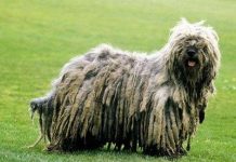 Những loài chó xù có vẻ đẹp "ma chê quỷ hờn"