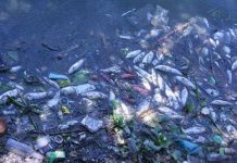 Hồ Tây: Cá chết hàng loạt vì nước ô nhiễm