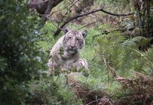 Đây là con hổ trắng đặc biệt nhất hành tinh, cả thế giới chỉ có một con Đây là con hổ trắng đặc biệt nhất hành tinh, cả thế giới chỉ có một con