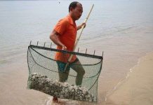 Cầu gai cát xuất hiện dày đặc ở bãi biển Nha Trang Cầu gai cát xuất hiện dày đặc ở bãi biển Nha Trang