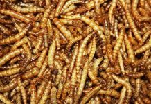 Phát minh ra đậu phụ “xôi thịt” làm từ protein sâu bọ Phát minh ra đậu phụ “xôi thịt” làm từ protein sâu bọ