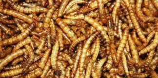 Phát minh ra đậu phụ “xôi thịt” làm từ protein sâu bọ