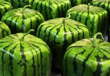 Dưa hấu vuông 700 USD/quả của nông dân Nhật