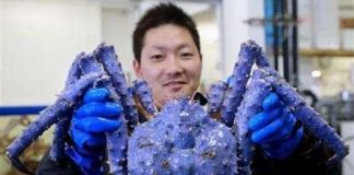 Những con cua biển khổng lồ mắc lưới ngư dân