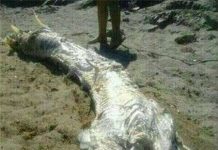 "Quái vật" có sừng, dài 4m trôi dạt vào bờ biển