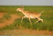 Tìm ra thủ phạm khiến 200.000 con linh dương Saiga chết trong một tháng