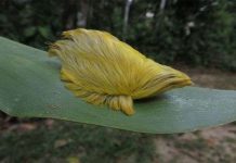 Loài sâu bướm hiếm có bộ lông vàng hoe