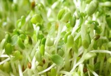 Cỏ linh lăng biến đổi gene: Chắc chắn sẽ lây nhiễm?