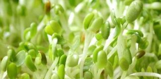 Cỏ linh lăng biến đổi gene: Chắc chắn sẽ lây nhiễm?