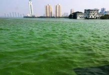 Nước hồ đổi màu vì tảo