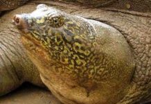 Họ hàng của Rùa hồ Gươm có nguy cơ "mất tích"