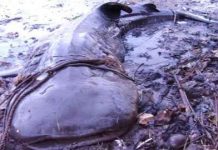 Bắt được con cá nặng hơn 1 tấn