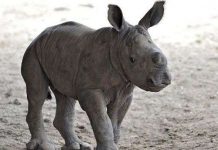 Tê giác cái màu trắng quý hiếm chào đời