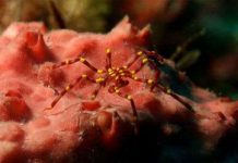 Cận cảnh các "quái vật" biển dị thường nhất thế giới