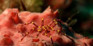 Cận cảnh các "quái vật" biển dị thường nhất thế giới