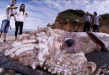 Mực khổng lồ to bằng xe buýt có thể ẩn dưới biển sâu