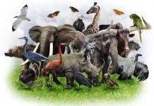 Liệu sinh học tổng hợp có bảo vệ được cuộc sống hoang dã?