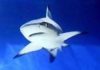 Cá mập cũng cần vệ sỹ