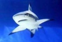 Cá mập cũng cần vệ sỹ Cá mập cũng cần vệ sỹ