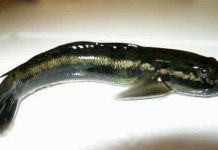 Những phát hiện mới về động vật trong năm 2013