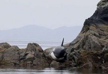 Giải cứu cá voi sát thủ mắc cạn trên bãi đá Giải cứu cá voi sát thủ mắc cạn trên bãi đá