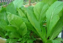 Ứng dụng thực vật biến đổi gen tìm kiếm thuốc nổ