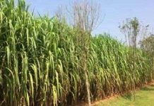 Loài cỏ có thể là niêu Thạch Sanh hút CO2