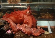 Phát hiện loài bạch tuộc khổng lồ mới ngoài khơi Alaska