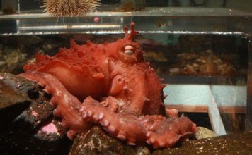 Phát hiện loài bạch tuộc khổng lồ mới ngoài khơi Alaska