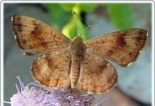 Côn trùng giả dạng kẻ săn mồi để thoát thân