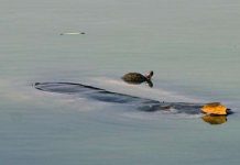 Đề xuất diệt rùa tai đỏ hồ Gươm bằng lưới