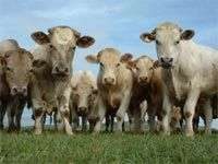 Làm mượt tóc bằng... tinh dịch bò