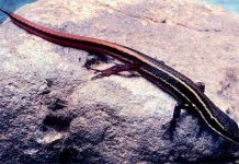 Phát hiện nhiều đông-thực vật mới ở rừng Amazon Phát hiện nhiều đông-thực vật mới ở rừng Amazon