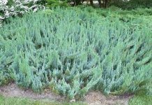 Những loài cây đáng sợ