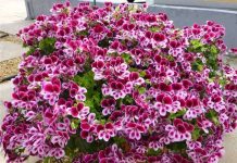 Hướng dẫn kỹ thuật trồng và chăm sóc hoa phong lữ thảo