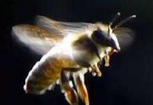 Các đàn ong mất tích bí ẩn Các đàn ong mất tích bí ẩn