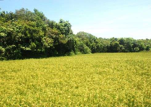 Rừng sinh thái hàng trăm năm tuổi giữa làng