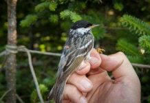 Loài chim nhỏ bé bay không nghỉ qua Đại Tây Dương