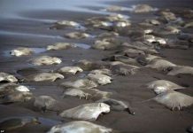 Cá đuối chết bí ẩn hàng loạt trên bãi biển Mexico