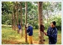 Bón phân cho cao su