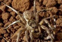 Lợi ích của hành vi "xơi tái" bạn tình