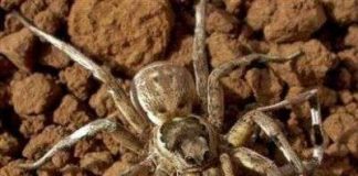 Lợi ích của hành vi "xơi tái" bạn tình