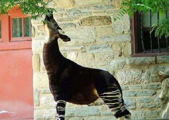 Loài Okapi ẩn hiện
