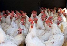 Công nghệ nuôi gà không cần kháng sinh ở Singapore Công nghệ nuôi gà không cần kháng sinh ở Singapore