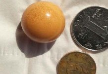 Viên ngọc to bằng đồng xu trong bụng ốc xà cừ ở Trung Quốc