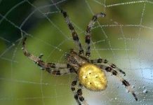 Nhện cũng có... "khoá trinh tiết"
