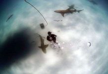 Chuyên gia về cá mập tiết lộ cách phản đòn sát thủ biển cả