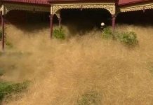 Loại cỏ kỳ dị "nhấn chìm" thị trấn Úc