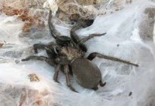 Các nhà khoa học giải mã thành công bộ gene của nhện Các nhà khoa học giải mã thành công bộ gene của nhện