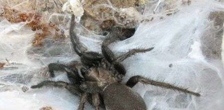 Các nhà khoa học giải mã thành công bộ gene của nhện